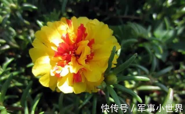 牡丹|太阳花里的“翘楚”，开花如牡丹，生长快速，开花还多