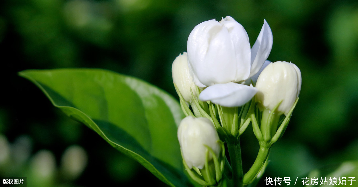 养分|夏天想让茉莉花开花多,做好“晒、追、剪”,开的花又白又香