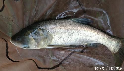 钓友|钓鱼狠招数:看懂浮漂动作再提竿,这些漂相中鱼率最高!