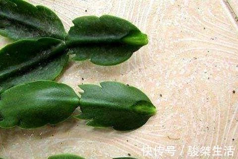 蟹爪兰|不会嫁接蟹爪兰?此3种,有文有图,2分钟学会!