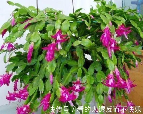 秋季该如何养蟹爪兰确保3点做到位，植株花期不落花、落蕾