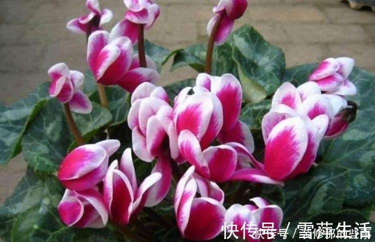 4种花，一养就爆盆，爆成大瀑布，比法国香水还香