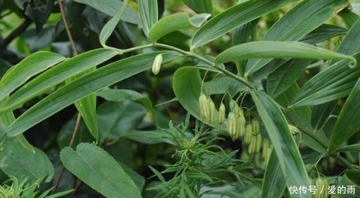 救命草|农村这种野草堪称“草上飞”,强筋壮骨专治疲劳乏力,还是救命草