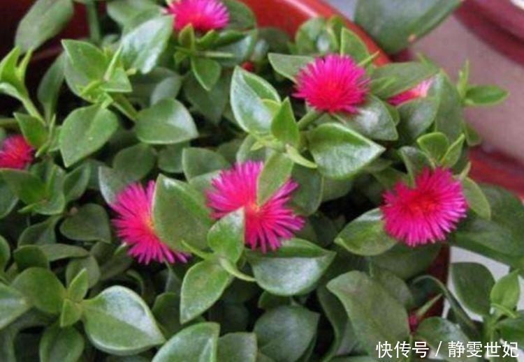 漂亮|家里不养绿萝吊兰,只养1种花,好养又漂亮,还能当菜吃