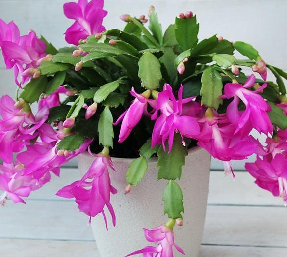 秋后养蟹爪兰，抓住3个关键点，枝叶生长快，开花量非常大