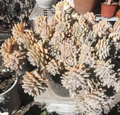 养10年的“淡雪”老桩，一直不换盆，如今长成高攀不起的样子