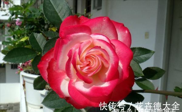 值得入手的6款月季花，花型标准花期长，漂亮又好养，阳台也能种