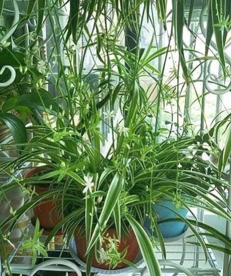 养好吊兰,学会3个方法,不干尖开花多,新芽呼呼冒,长满小吊兰