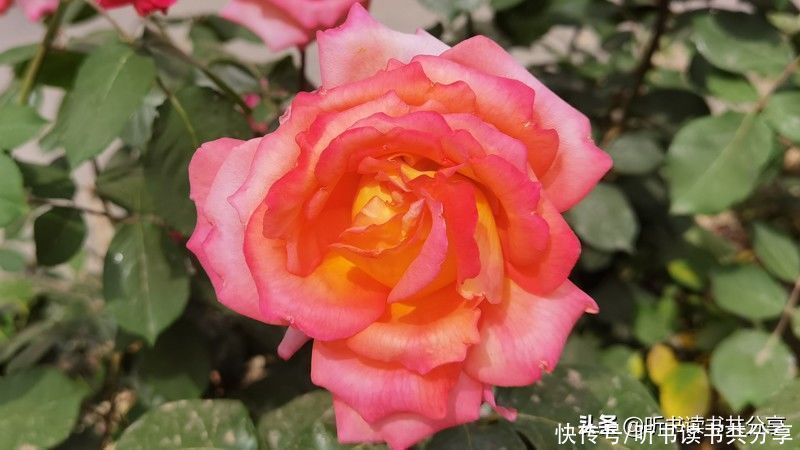 月季|北京街头万千姿态的月季花,您最喜欢哪一种