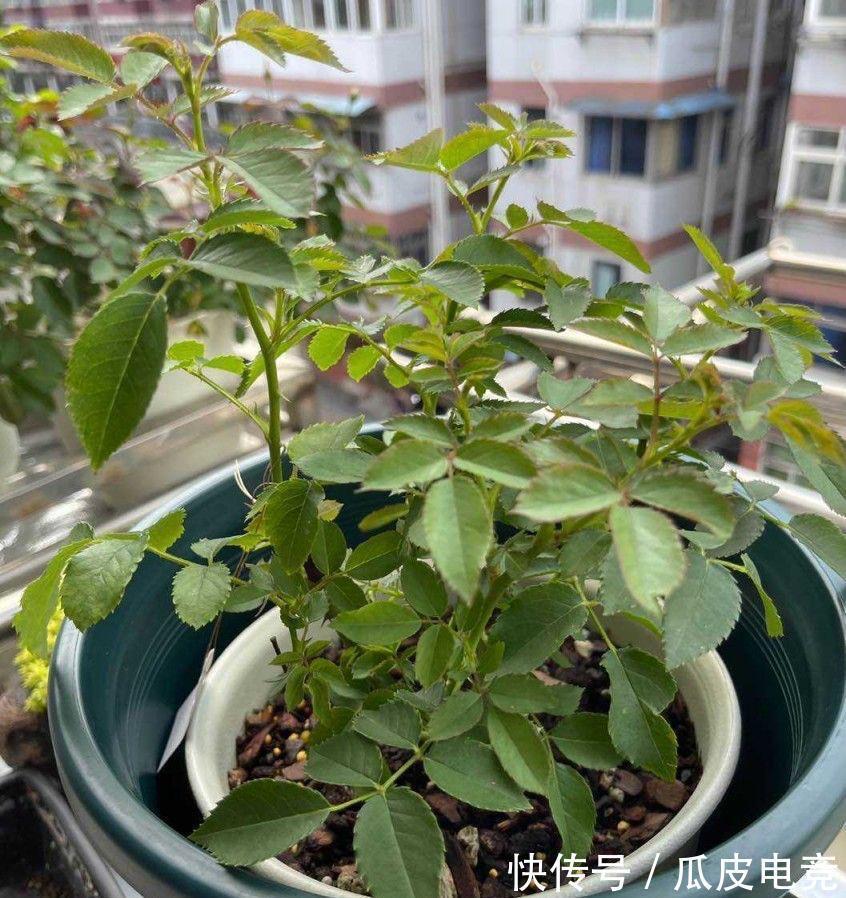 养一盆这种月季,一年爆花几次,又香又美,花朵大花色也漂亮