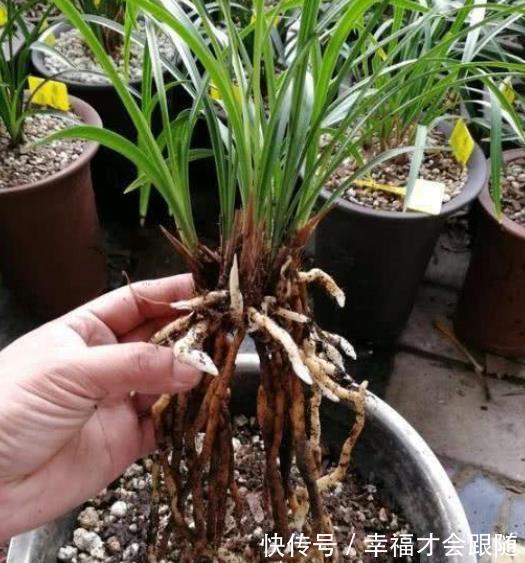 养分|新手花友给兰花换盆,提前了解5个要点,根壮叶绿长势旺