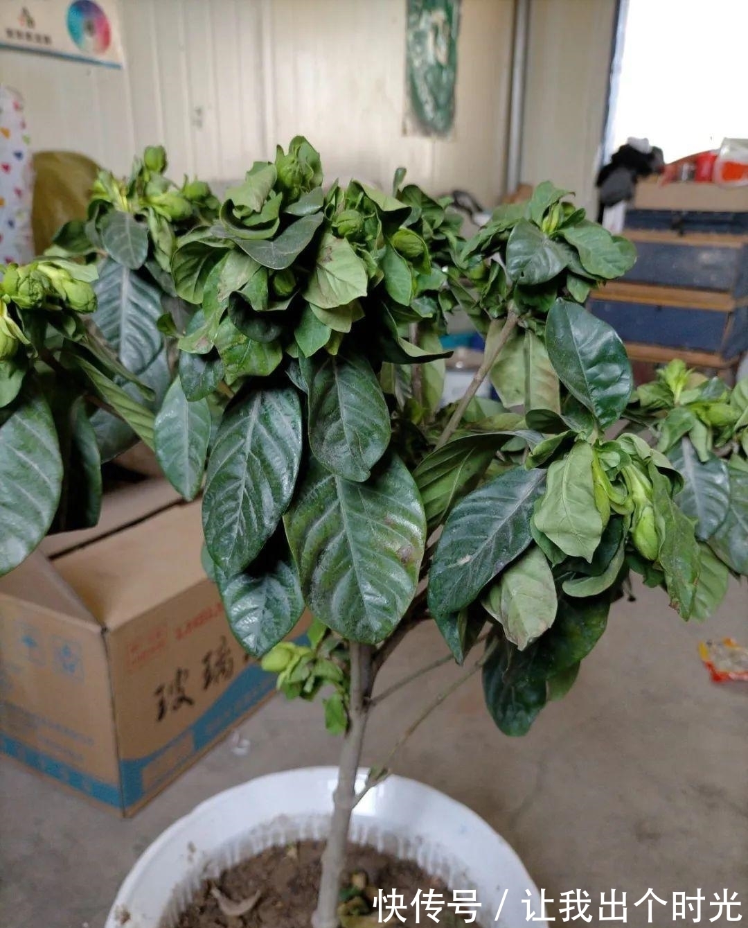 栀子花真难养?避开“3不要”,挤满大花苞,冬天也开爆