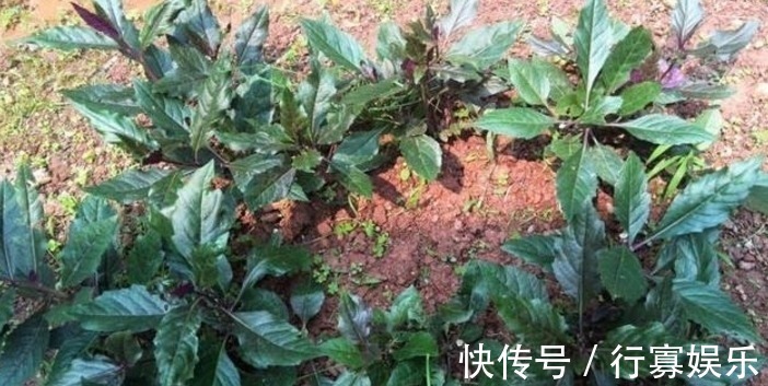 野菜|农村的这种可口野菜，妈妈经常种，长大了才知道它的名字和价值！