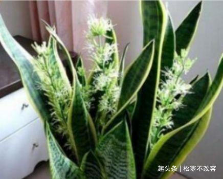 种花人|家里养这几款植物，一开就是大半年，沾土就活，新手也能养的好！