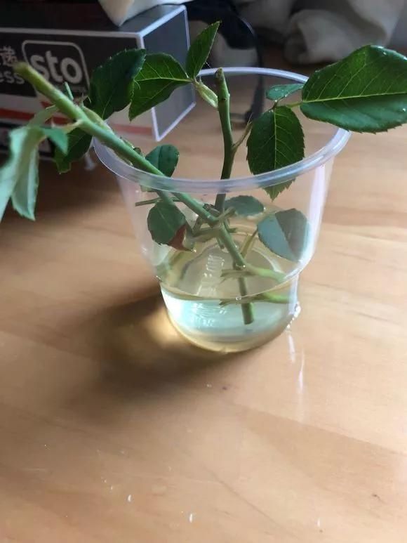 3种药片养花有“奇效”,浇水溶1片,叶绿根壮,比花肥厉害