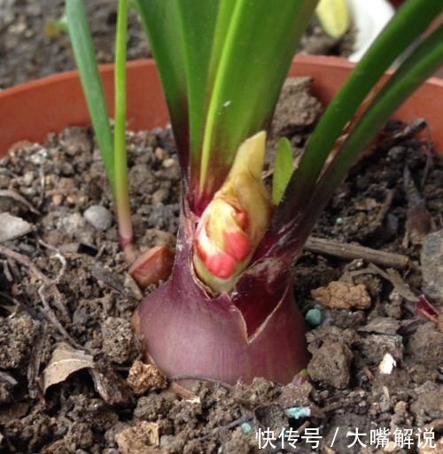 花期|此“花”寒冬季节可赏,花期长达60天,从冬到春,开花不停