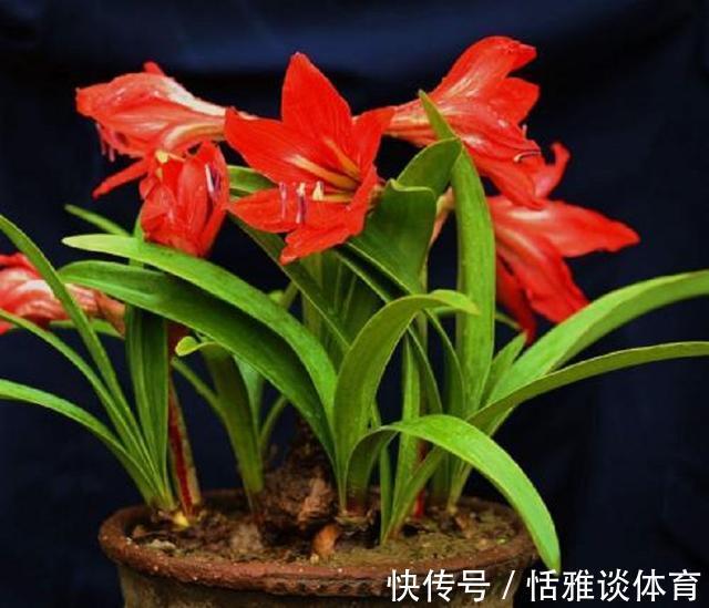 朱顶红花枝亭亭玉立,掌握盆栽催花技巧,促进一年多次开花