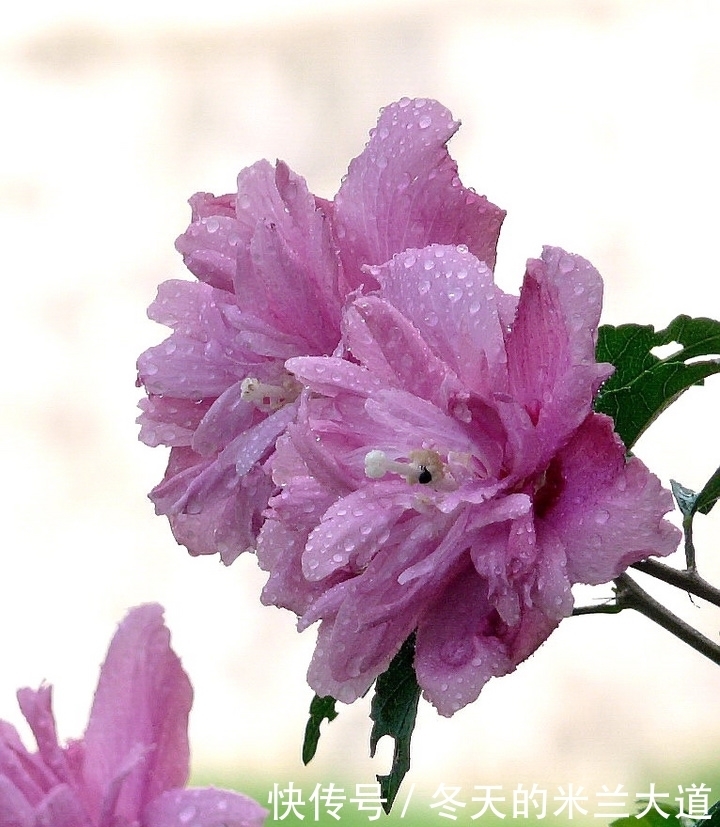 紫苏炒田螺|农村路边的野草，居然是解毒止吐良药