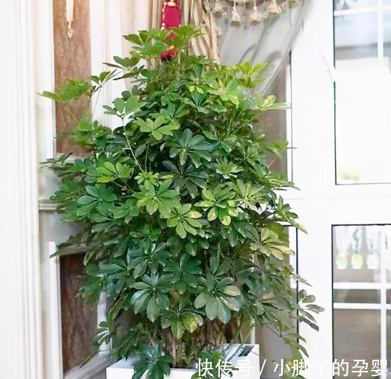 客厅见树,家兴人旺!6种吉利树,好养寓意好,还能养身体