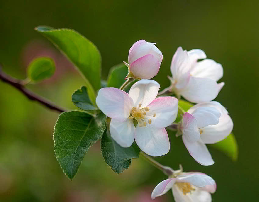 6种新手不要轻易尝试的植物，有需要特别注意的点，学一学