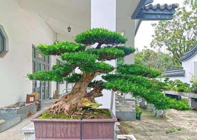 俗语:“客厅有树,十有九富”,不是迷信,为了好兆头也要养一盆