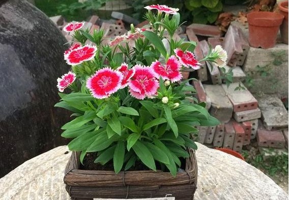 养太阳花、长寿花、石竹,春天把握住“细节”,开花才漂亮