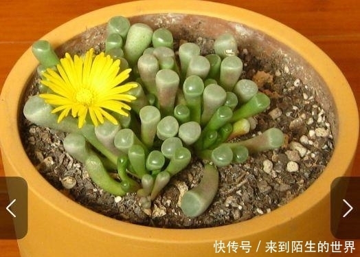 肉友|婴儿脚趾——五十铃玉,娇小萌人,不会养的肉友看过来