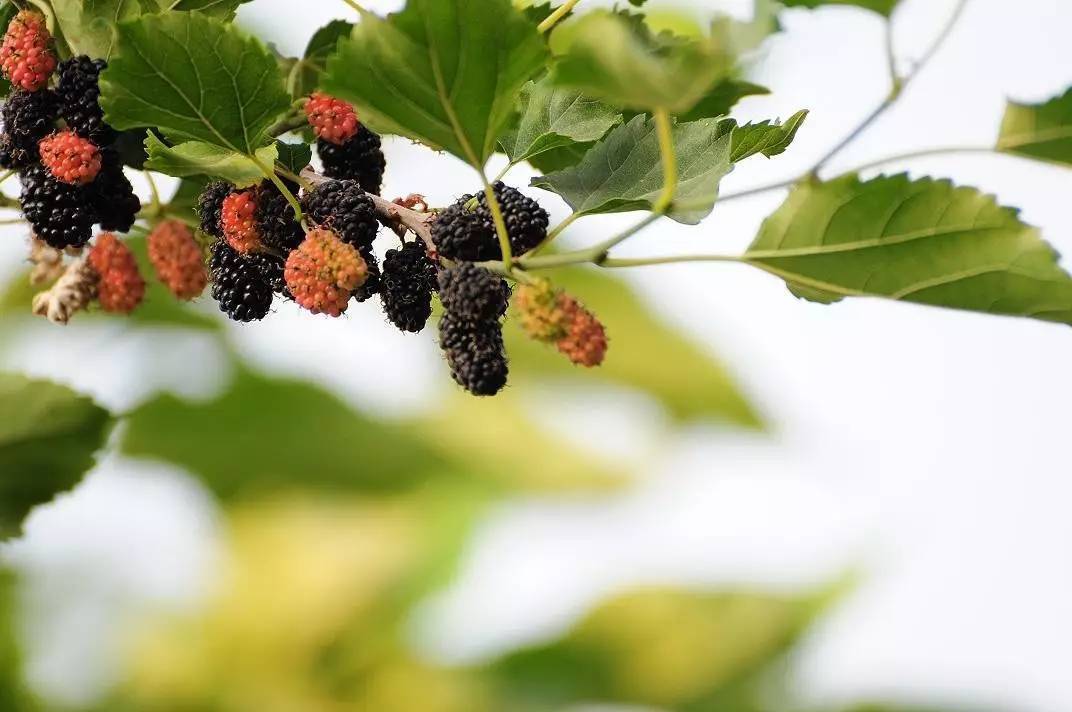 苏宝同|养生有道!先辨阴阳!这2味药材泡水喝,专门调理阴阳两虚!