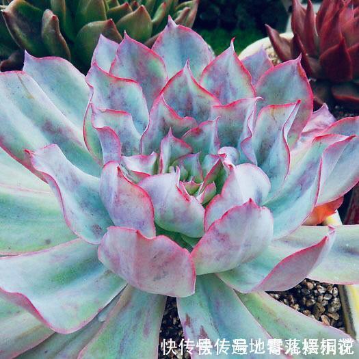 意境|10款意境深远的蓝色系多肉！养成老桩美呆了！越养越爱！