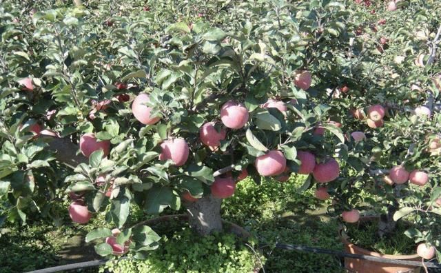 2种果树好养，摆家里当“盆栽”，结出“8斤果”，想吃即摘，方便