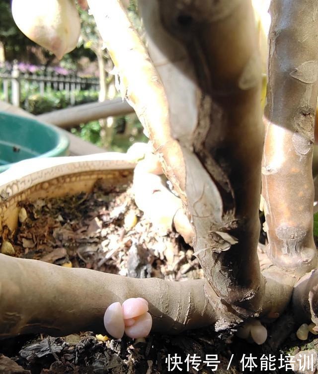 想让多肉紫乐长得快,大胆一点虐着养,一年不到小苗就变中苗!