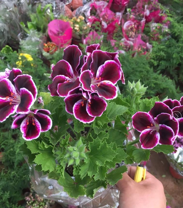 天竺葵|天竺葵是“夏必死”?教你这么做,夏天一样开,全年花不断