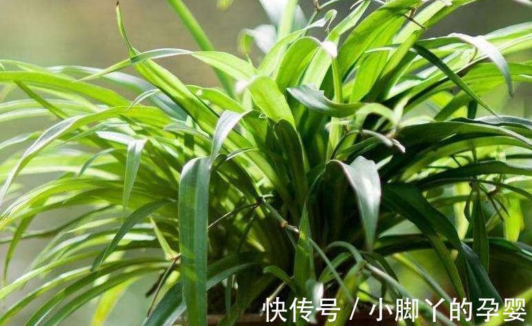 什么淘米水黄豆水都不如3种水,1个月浇2次,啥花都喜欢