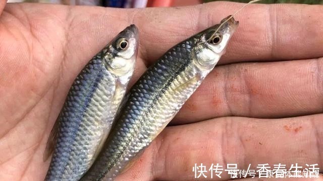 小鱼闹窝并不是坏事，明白这几点，再也不怕小鱼闹！