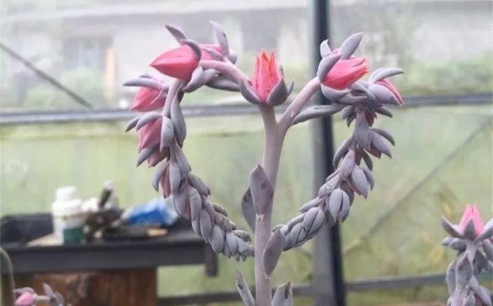 多肉长花箭被他剪断插土里,7天就生根!