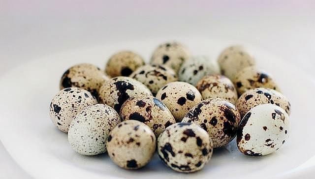 胆黄素|怀孕阶段,孕妈一次吃几个鹌鹑蛋好关于吃鹌鹑蛋的好处,别忽视