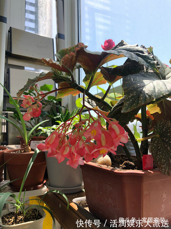 喜欢菊花,不如养盆优良名菊“薰风倩影”,似金蕊红装,艳丽多彩