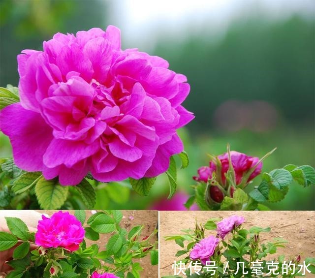 人养花,花亦养人!8种能“吃”的花,漂亮又美味,建议养一盆!