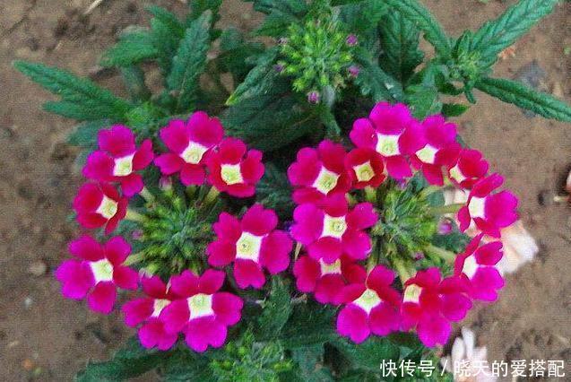 仙人球|五种比吊兰绿萝还好养的花,沾土即活,开到爆盆,阳台变花海!