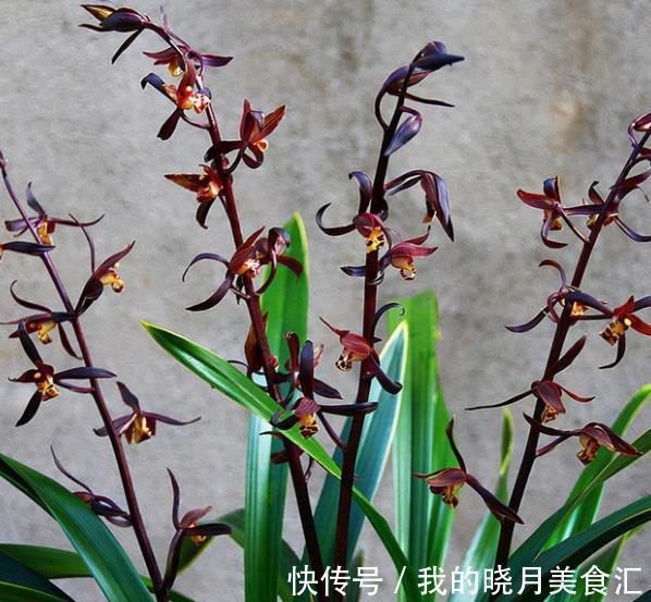 墨兰长出花箭后,3个要点要牢记,做好了才能顺利开花,香味浓郁