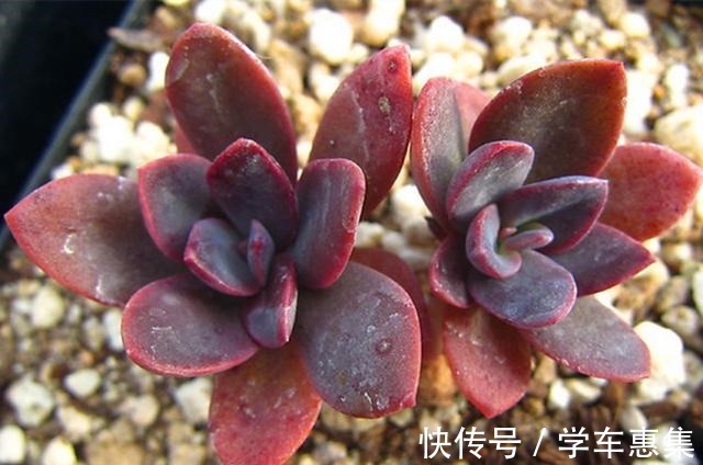 养多肉让我们明白很多道理，想得到需要等待，不珍惜可能留下遗憾！