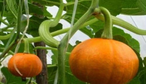  血管|女性到了中年，推荐常吃的食物，养护血管，滋阴降火，延缓衰老