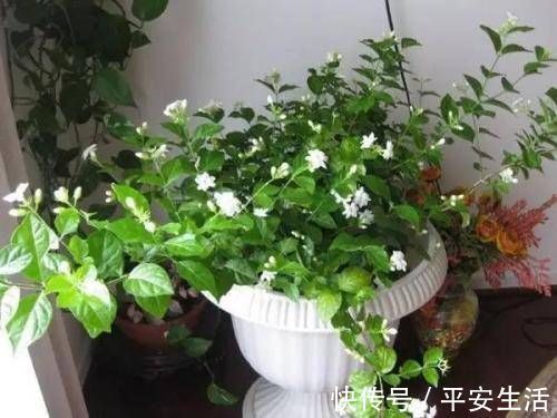 最厉害的养花营养液给茉莉花喝一勺,花苞呼呼长,清香飘满屋