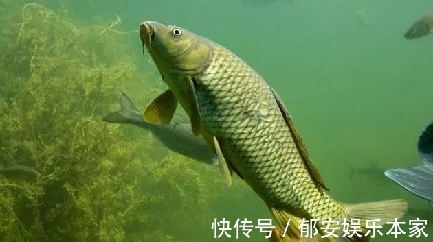 鲤鱼|秋钓鲤鱼，这个味型一定不能少！