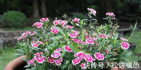 春天|养太阳花、长寿花、石竹,春天把握住“细节”,开花才漂亮