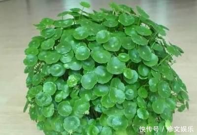 这些盆栽花卉是家里最好养的,想养死都难赶紧养一盆