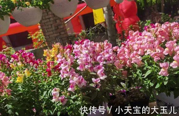 记录一下我养过的花，1000多盆都有啥