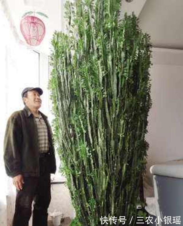 君子兰|家里养花“讲究大”,2种花“镇宅”, 2种花旺家,要养起来