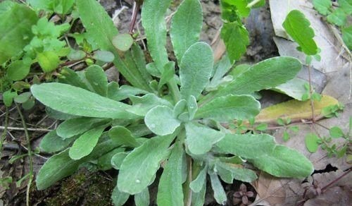 包子|经常喉咙痛还感冒,用一种草揉成包子蒸着吃,止咳化痰还降血压