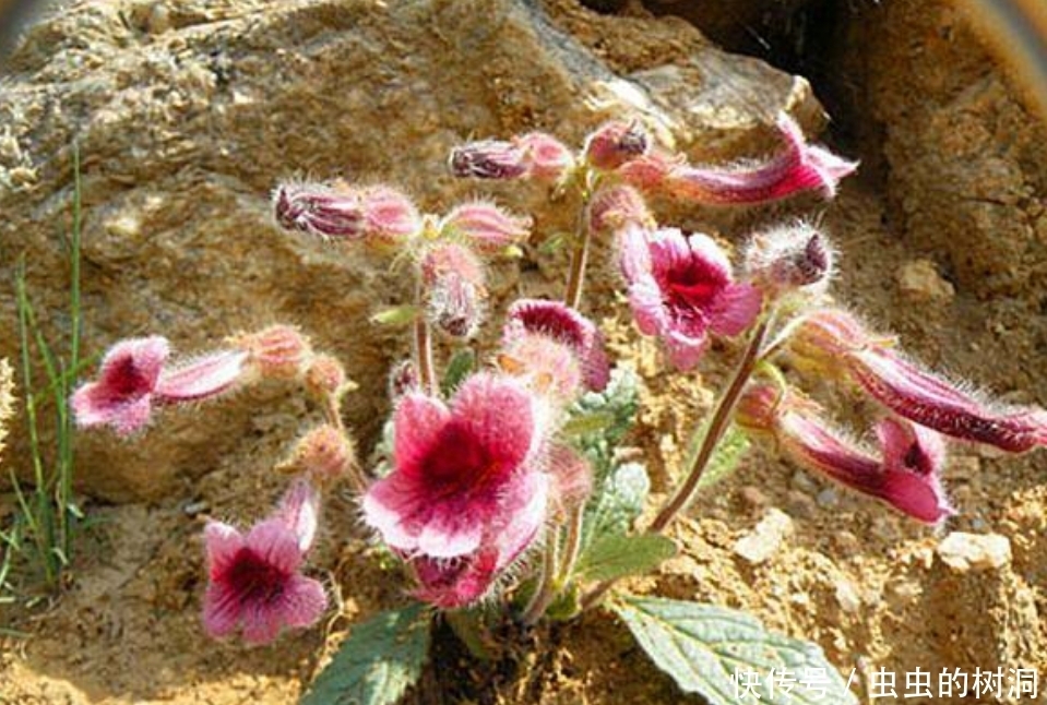 地下|农村野草,人称“小鸡喝酒”,地下藏着“宝贝”,遇见请珍惜